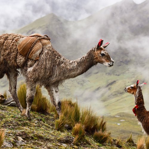 peru lama nebel anden - peru-lama-nebel-anden-.jpg